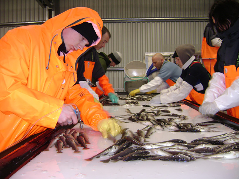 Brief Aqualife - Fish Vaccination System